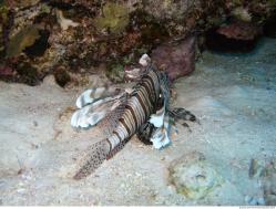 Photo Textures of Underwater World